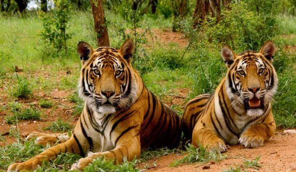 Summer Highlights Of Kumaon Best Uttarakhand Tour Package